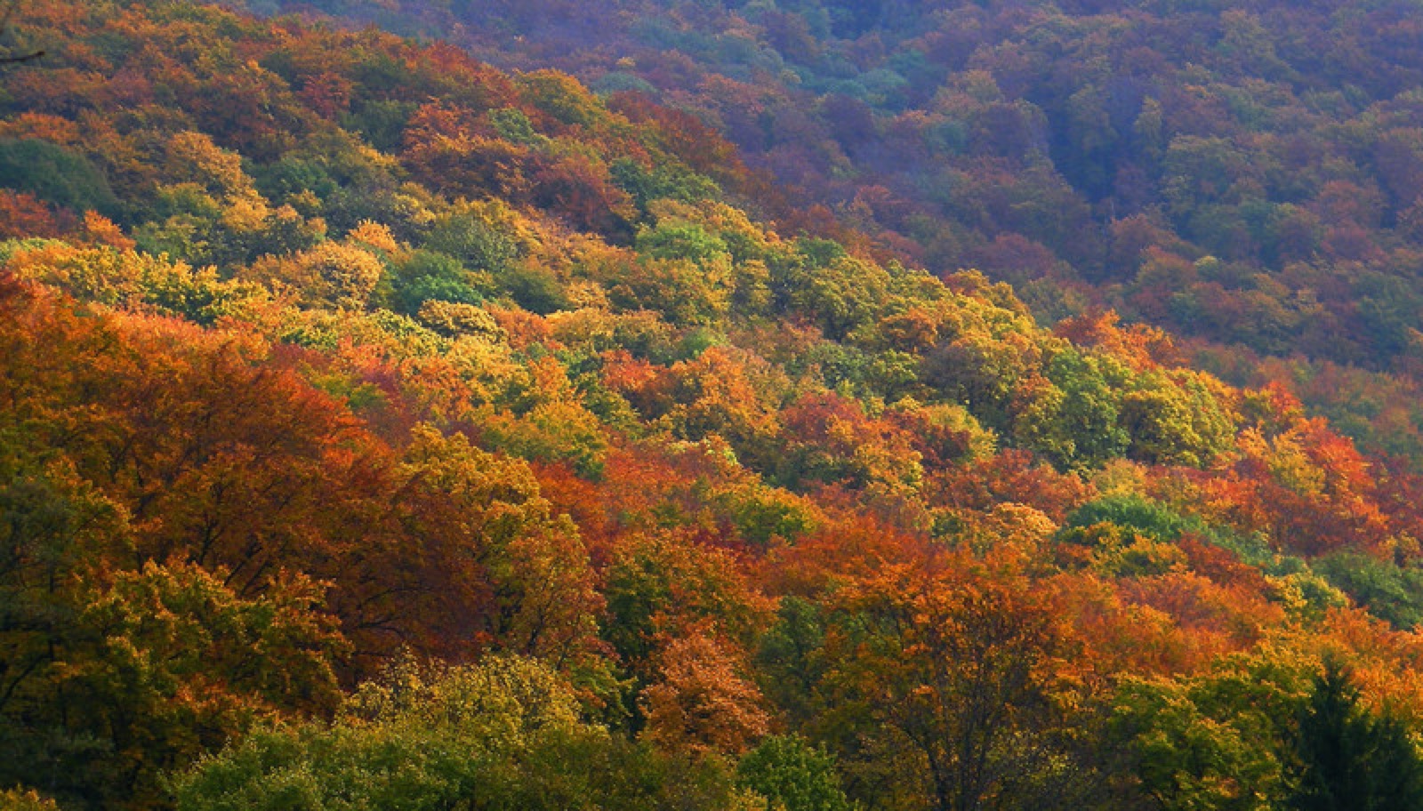 Bükki Nemzeti Park